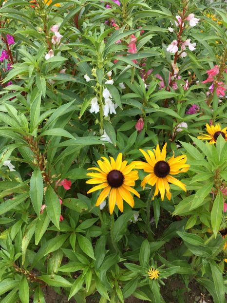  - Flori la balta 2017