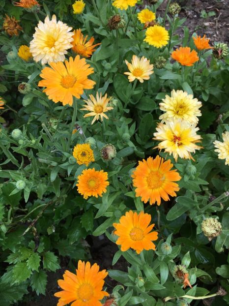  - Flori la balta 2017