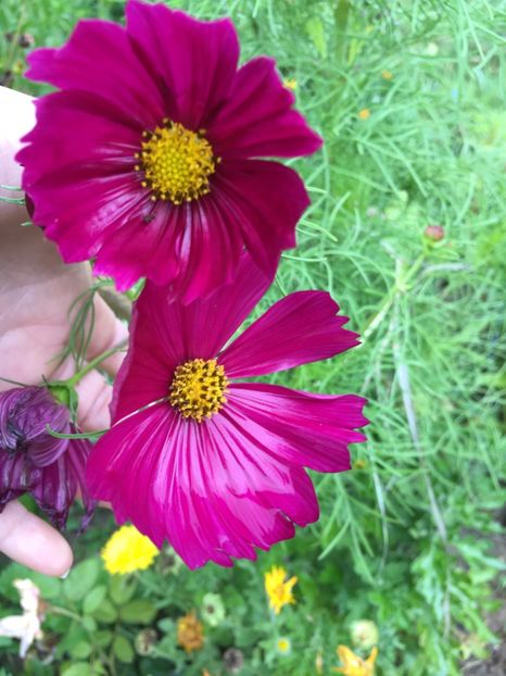  - Flori la balta 2017