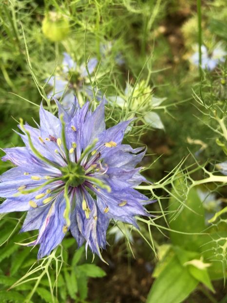  - Flori la balta 2017