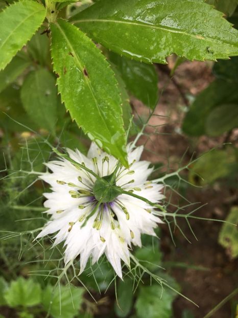  - Flori la balta 2017