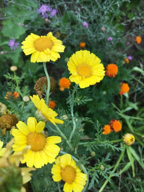  - Flori la balta 2017