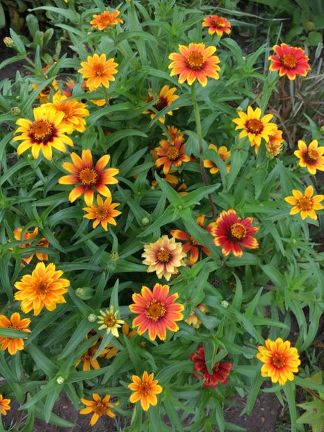  - Flori la balta 2017