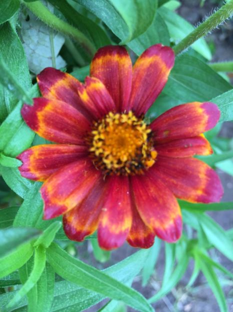  - Flori la balta 2017