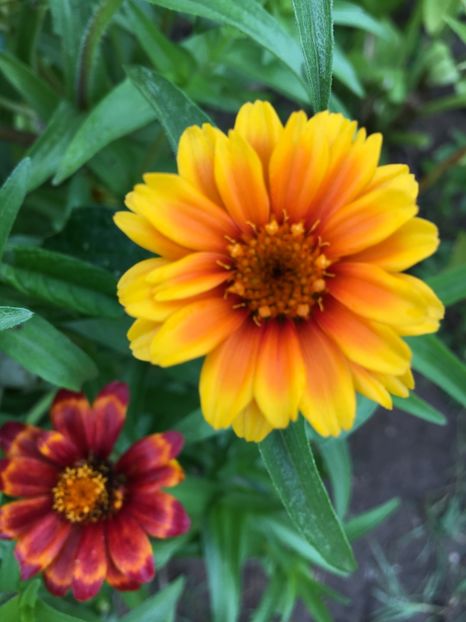  - Flori la balta 2017