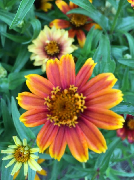  - Flori la balta 2017