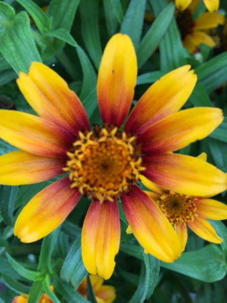  - Flori la balta 2017