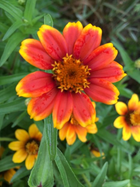  - Flori la balta 2017