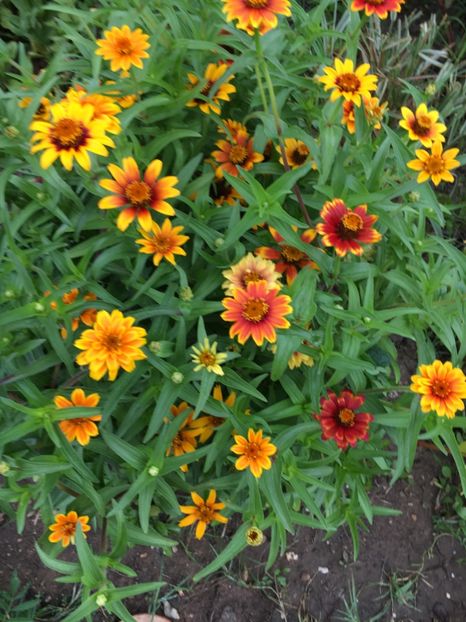  - Flori la balta 2017