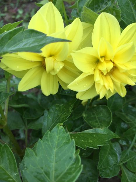  - Flori la balta 2017