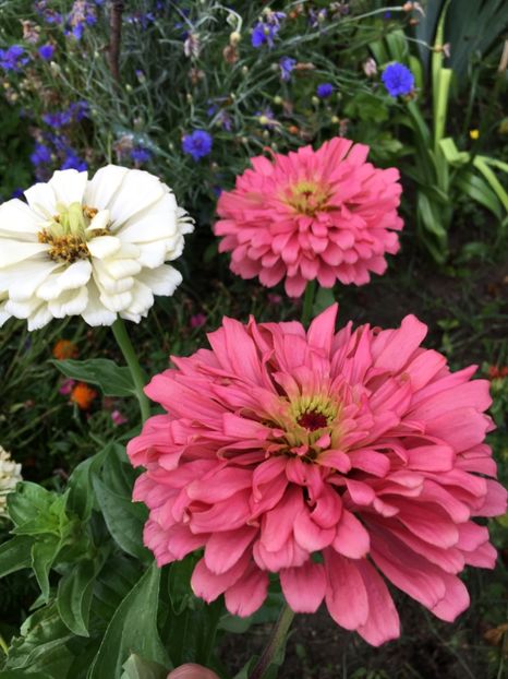  - Flori la balta 2017