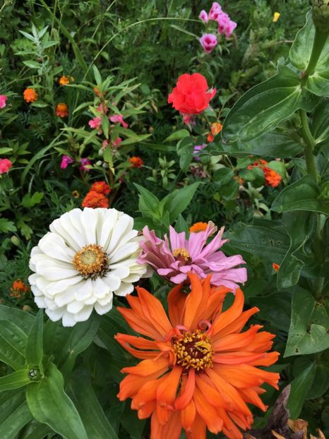  - Flori la balta 2017