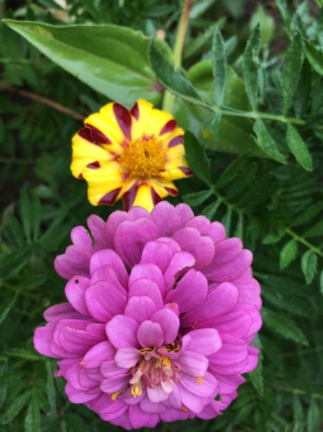  - Flori la balta 2017