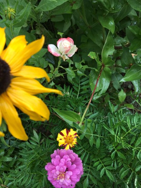  - Flori la balta 2017