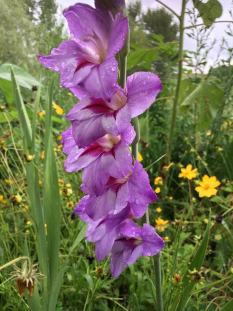  - Flori la balta 2017