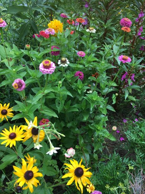  - Flori la balta 2017