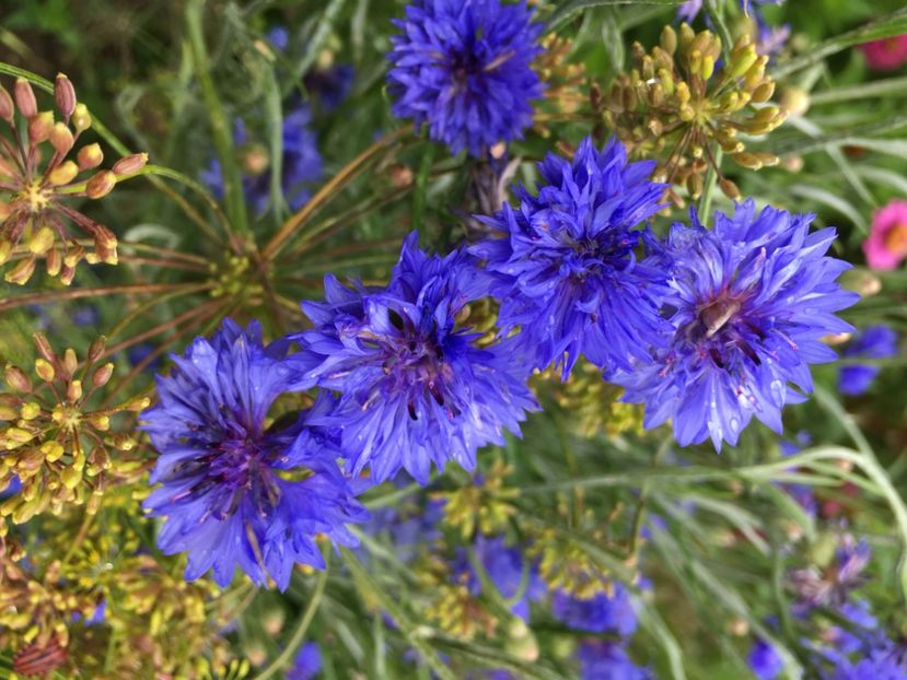  - Flori la balta 2017