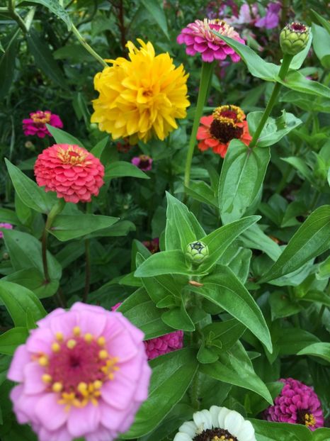  - Flori la balta 2017