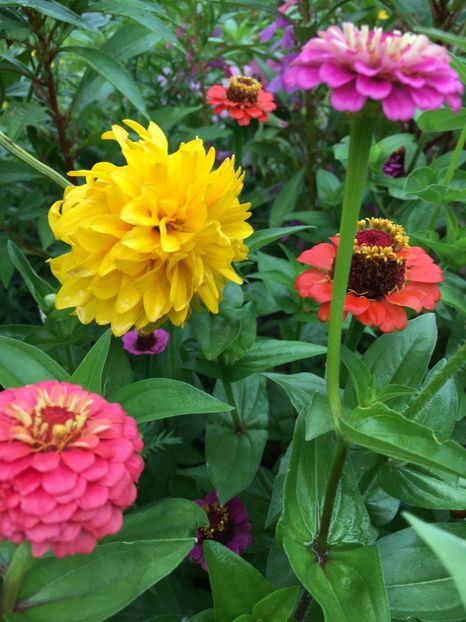  - Flori la balta 2017