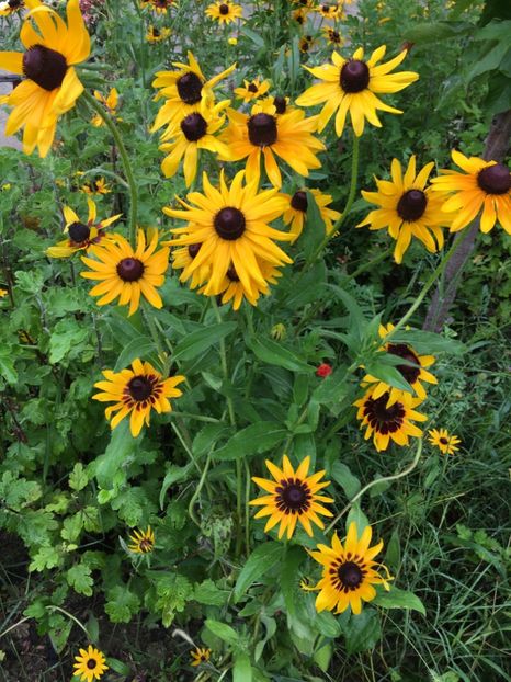  - Flori la balta 2017