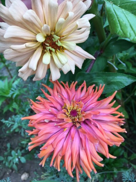  - Flori la balta 2017