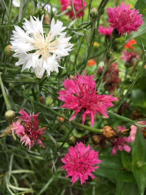  - Flori la balta 2017