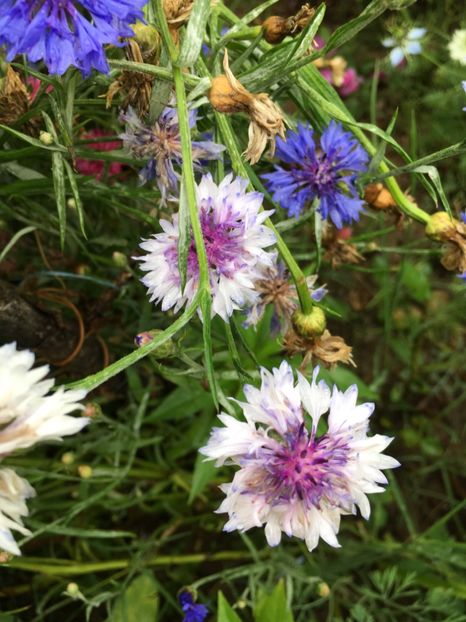  - Flori la balta 2017