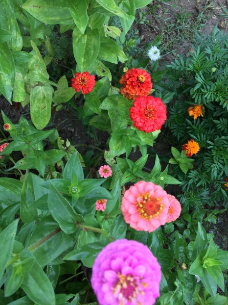  - Flori la balta 2017