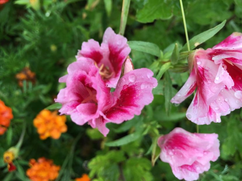  - Flori la balta 2017