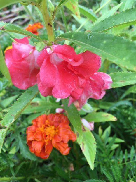  - Flori la balta 2017