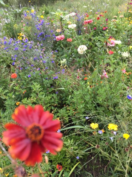  - Flori la balta 2017