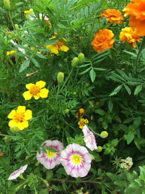  - Flori la balta 2017