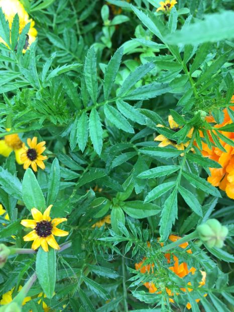  - Flori la balta 2017