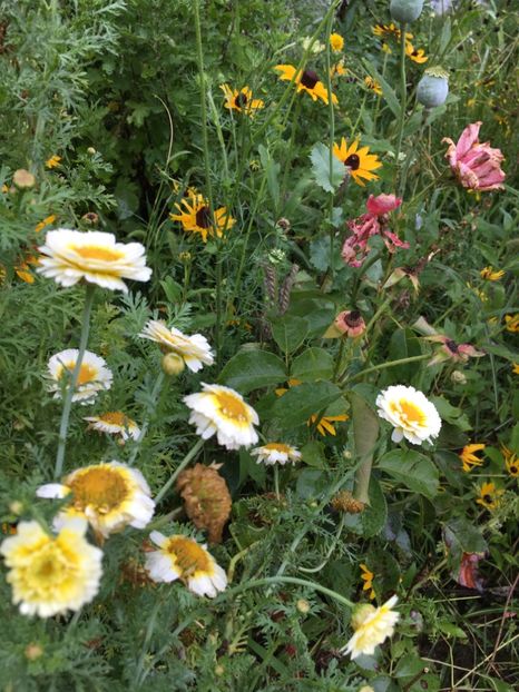  - Flori la balta 2017