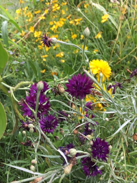  - Flori la balta 2017