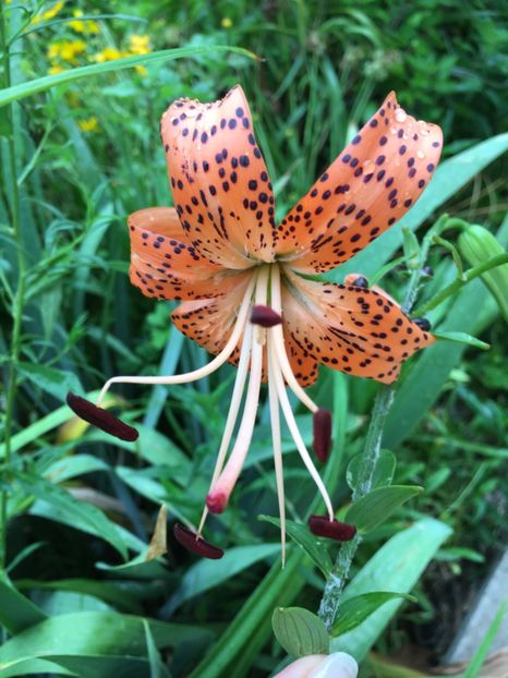  - Flori la balta 2017