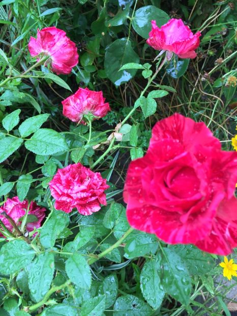  - Flori la balta 2017