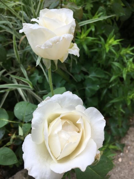  - Flori la balta 2017