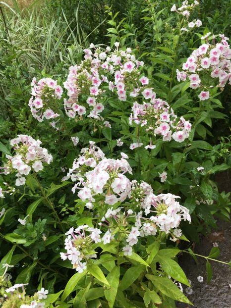  - Flori la balta 2017