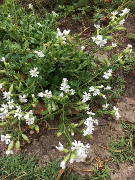  - Flori la balta 2017