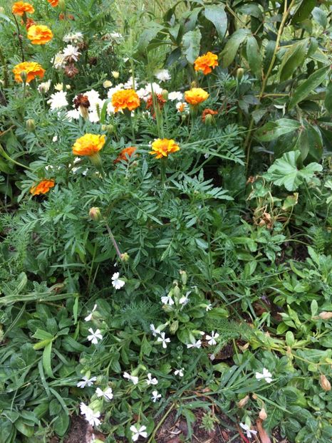  - Flori la balta 2017