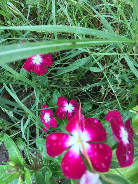  - Flori la balta 2017