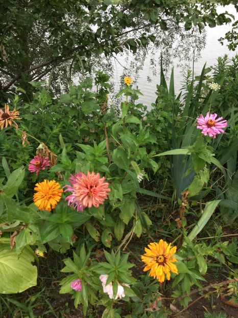  - Flori la balta 2017