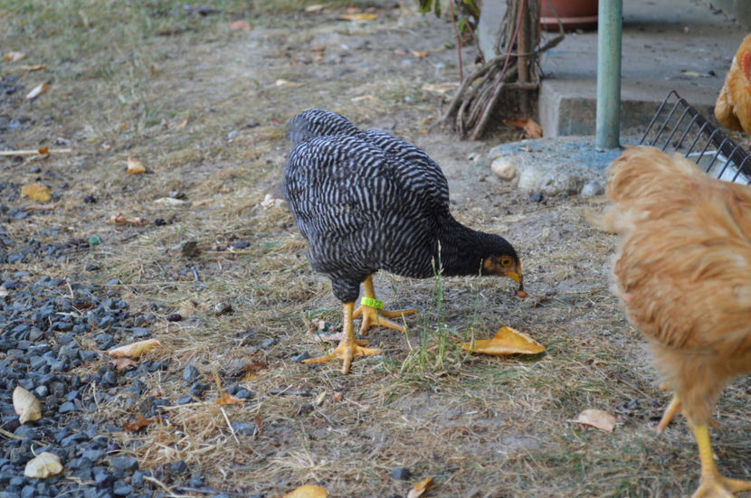  - PLYMOUTH ROCKS 2017