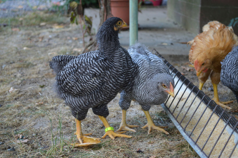  - PLYMOUTH ROCKS 2017