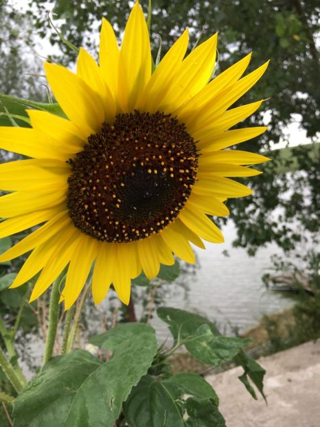  - Flori la balta 2017