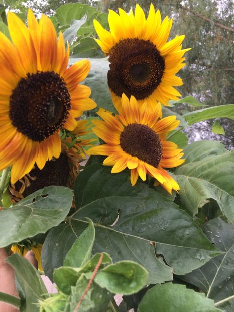  - Flori la balta 2017