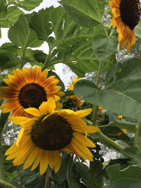  - Flori la balta 2017