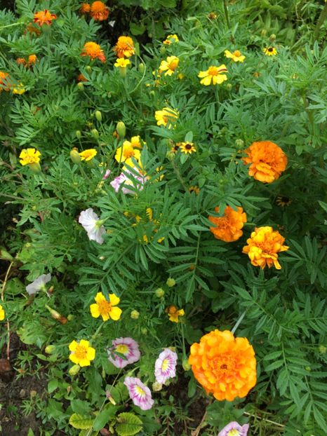  - Flori la balta 2017