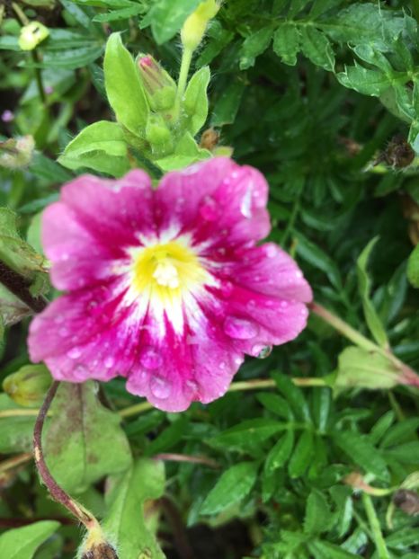  - Flori la balta 2017